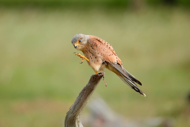 Photo a male common kestrel preening