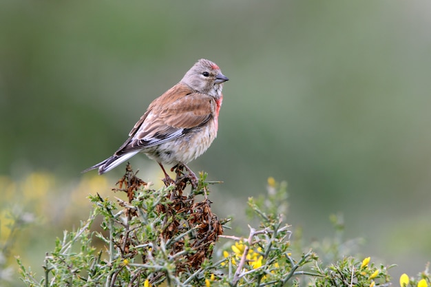 Male of Common linnet on a bush