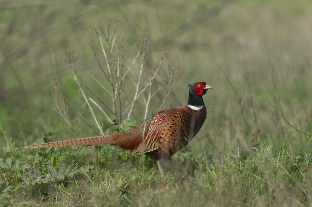 Male Common Pheasant Phasianus colchicus in the wild