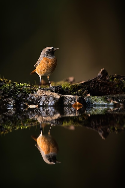 Male of common redstart sitting above pond in forest