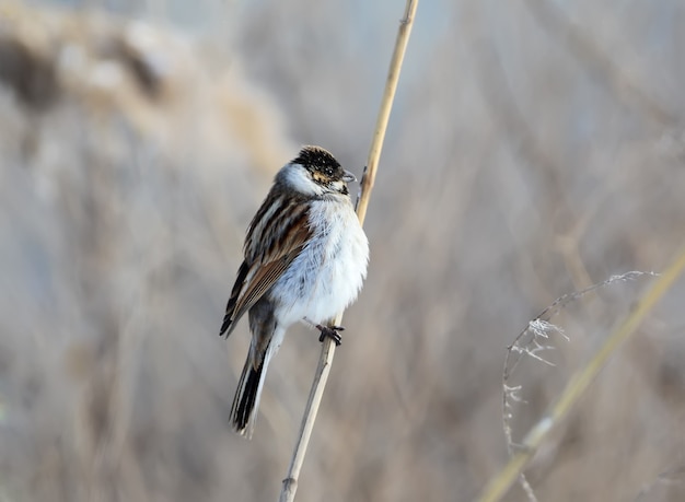 A male common reed bunting (Emberiza schoeniclus) sits on the reed branch