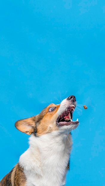 A male corgi pembroke welsh photoshoot pet photography studio isolated with blue background christmas theme dress and decoration