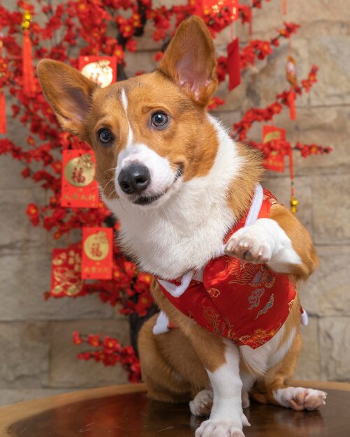 A male corgi pembroke welsh photoshoot pet photography studio isolated with blue background christmas theme dress and decoration