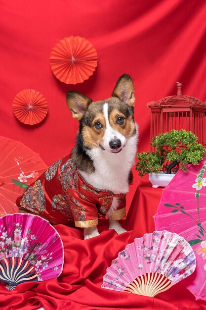 A male corgi pembroke welsh photoshoot pet photography studio with red background chinese new year theme dress and decoration