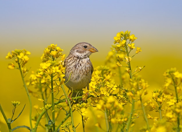 Male corn bunting (Emberiza calandra) in breeding plumage filmed on the branches of blooming rapeseed