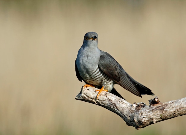 Male cuckoo at a breeding site searching for females