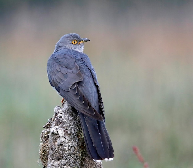 Male cuckoo at a breeding site searching for females