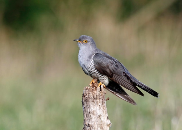 Male cuckoo at a breeding site searching for females