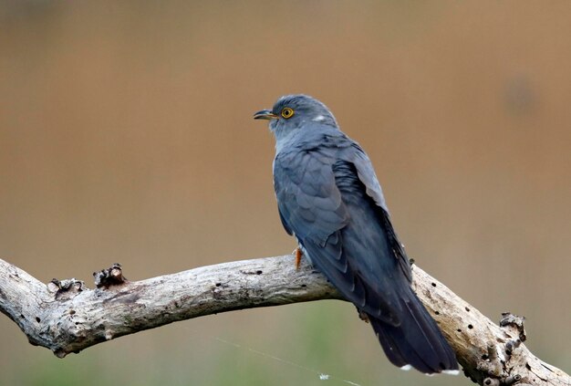 Male cuckoo at a breeding site in Yorkshire