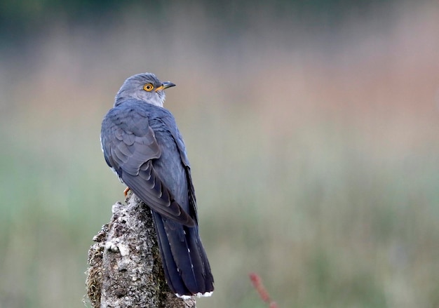 Male cuckoo at a breeding site in Yorkshire