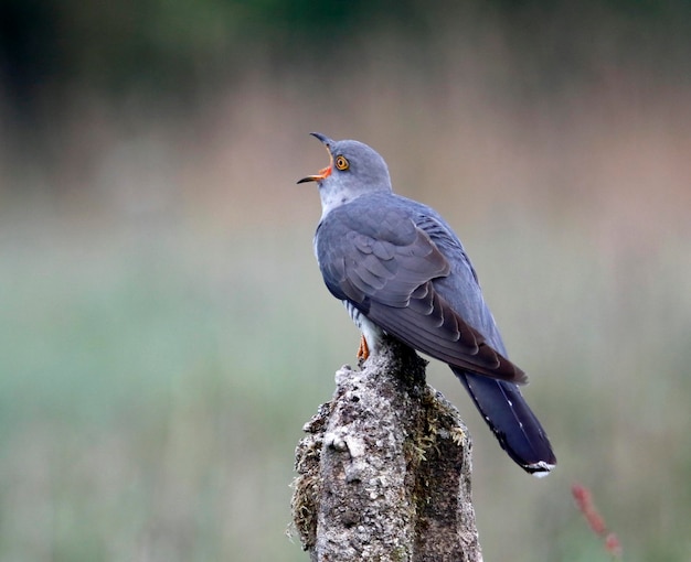 Male cuckoo at a breeding site in Yorkshire