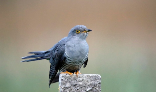 Male cuckoo at a breeding site in Yorkshire