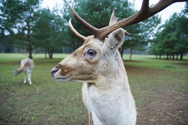 A male deer in the foreground and a female deer in the background in forest Deer farm