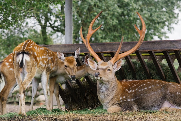 Male deer with antlers lies surrounded by other deer in a zoo corner