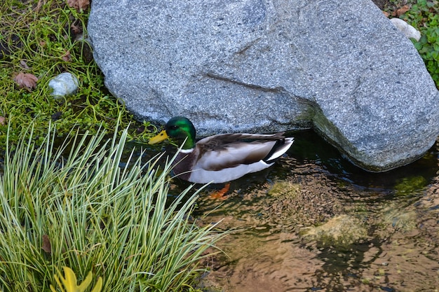 Male duck swimming in a creek