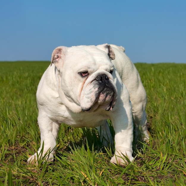 Photo male english bulldog