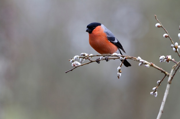 Male of Eurasian bullfinch