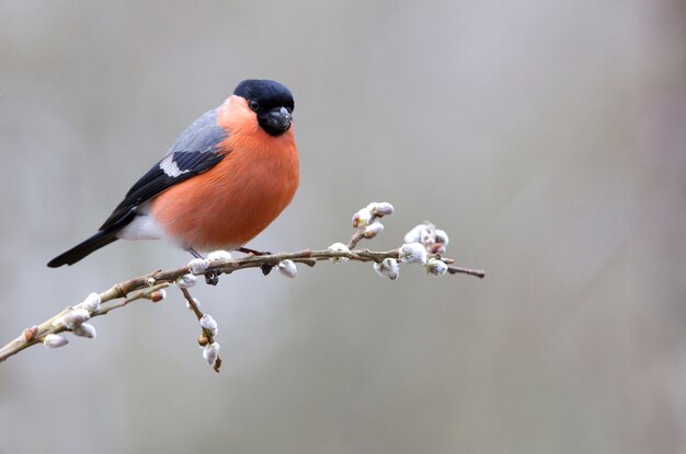 Male of Eurasian bullfinch