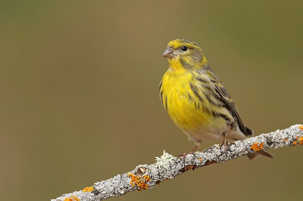 Male of European serin, birds, song bird, passerine, Serinus serinus, serin