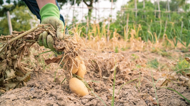 Male farmer collecting harvests his potatoes in garden Man gathered potatoes