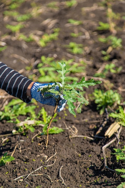 Male farmer fighting weeds Sow thistle Selective focus