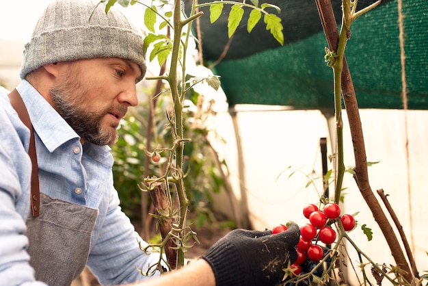 Male farmer growing and harvesting vegetables outdoor