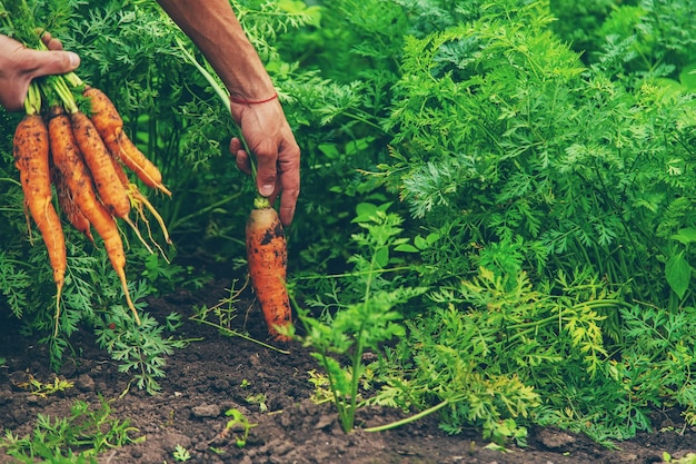 Male farmer harvesting carrots in the garden Selective focus