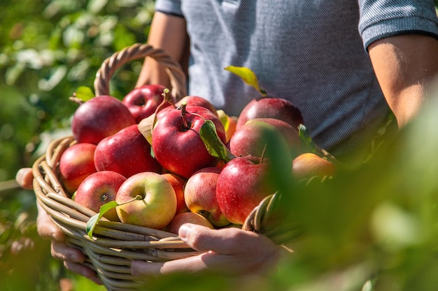 A male farmer harvests apples Selective focus