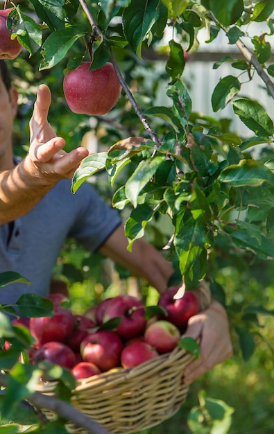 A male farmer harvests apples Selective focus