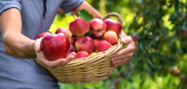 A male farmer harvests apples Selective focus