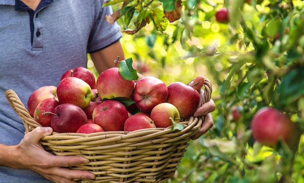 A male farmer harvests apples Selective focus