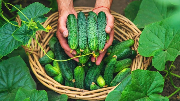 A male farmer harvests cucumbers in a greenhouse Selective focus