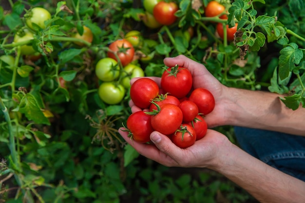 A male farmer harvests tomatoes in the garden. Selective focus.