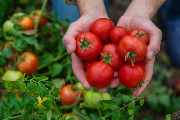 A male farmer harvests tomatoes in the garden. Selective focus.