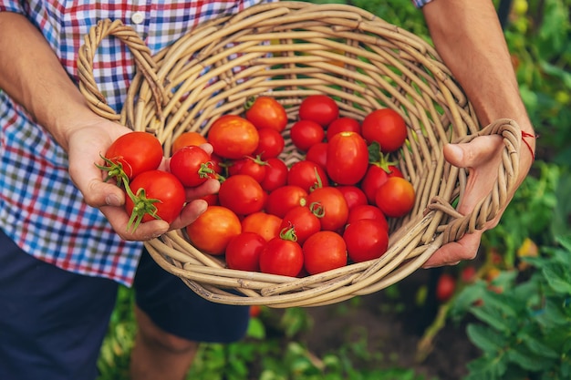 Male farmer harvests tomatoes in the garden Selective focus