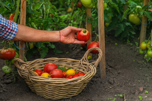 Male farmer harvests tomatoes in the garden Selective focus