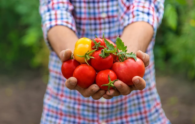 Male farmer harvests tomatoes in the garden Selective focus