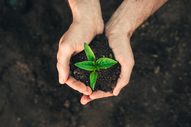 A male farmer holds a green pepper seedling in his hands 3