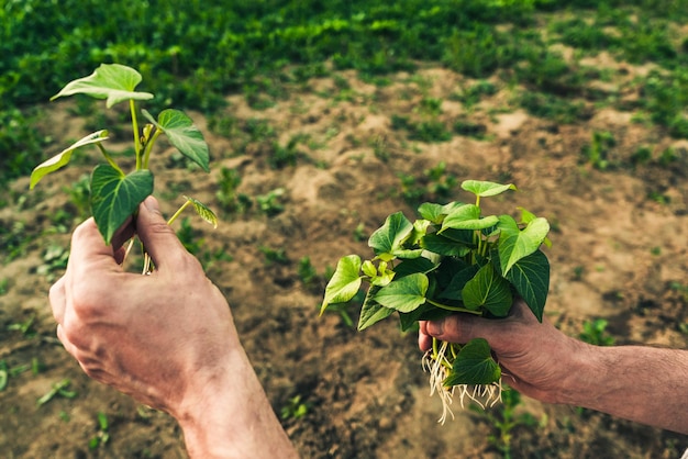 A male farmer holds a green sweet potato seedling in his hands 1