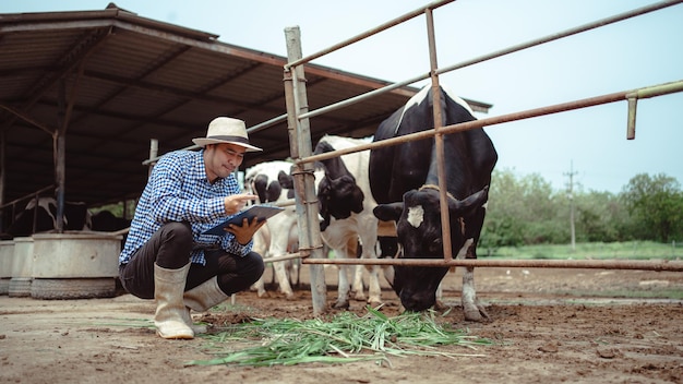 Male farmer working and checking on his livestock in the dairy farm Agriculture industry farming and animal husbandry concept Cow on dairy farm eating hay Cowshed