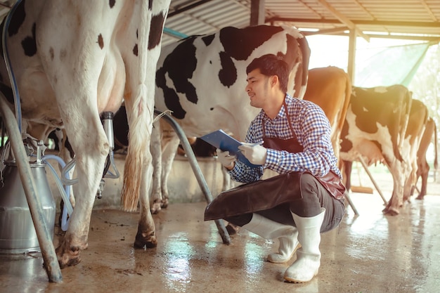 Male farmer working and checking on his livestock in the dairy farm Agriculture industry farming and animal husbandry concept Cow on dairy farm eating hay Cowshed