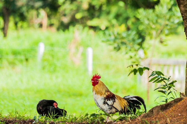 Male and female chickens are under the shade.