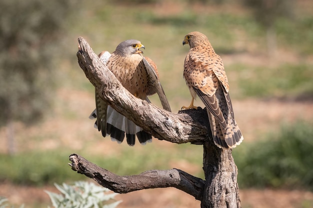 Male and female Common kestrels Falco tinnunculus fighting on a branch