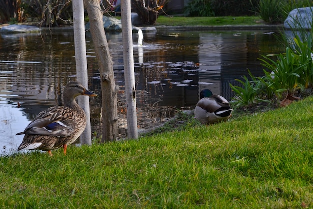 Male and female duck at a running creek