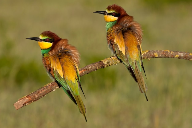 Male and female of European Bee-eater with the first lights of the day