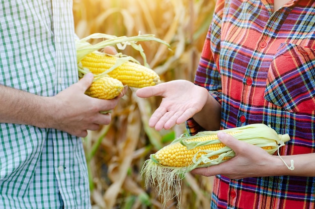 Male and female farm workers in fields hold corn cobs in their hands