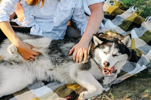 Male and female hands scratch the dog's stomach Tenderness and love of the owners for the pet