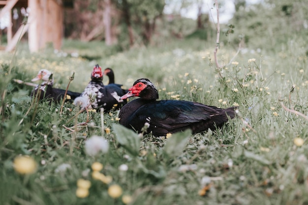 Male and female musk or indo ducks on farm in nature outdoor on grass. breeding of poultry in small scale domestic farming. adult animal family black white ducks with drake in open henhouse backyard