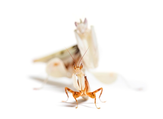 Male and female Orchid mantis or walking flower mantis mating