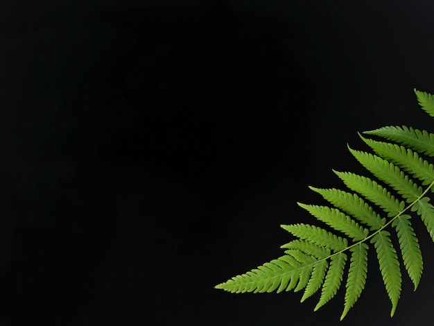 Male fern on a black background